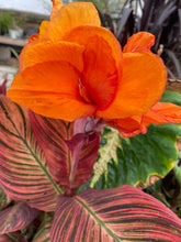 Load image into Gallery viewer, Canna Australia