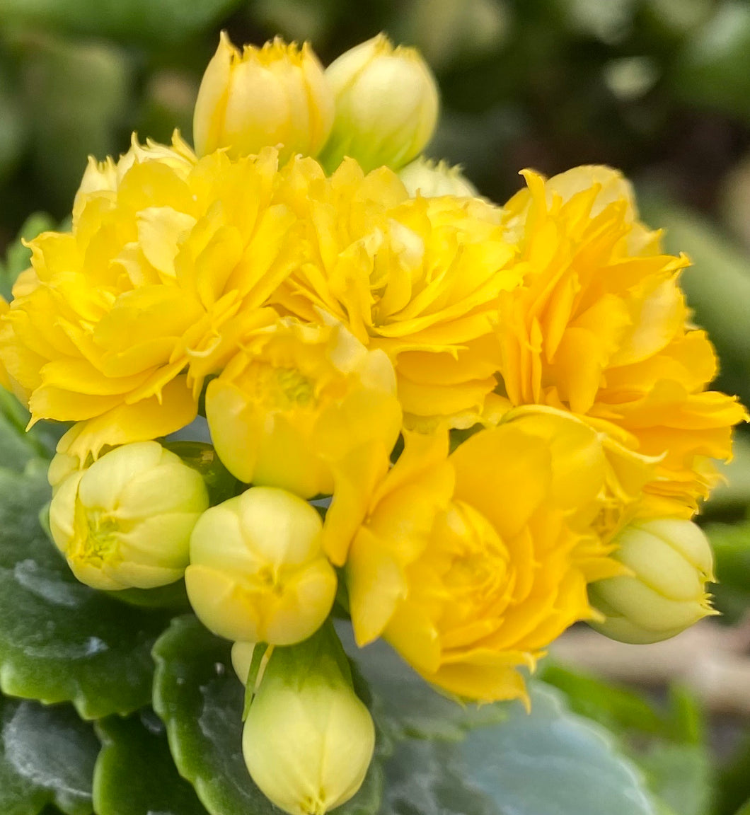 Kalonchoe Flaming Katy