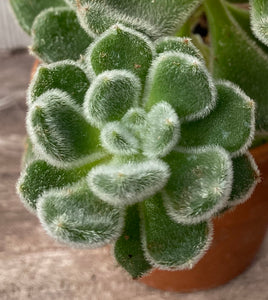 Echeveria Mexican Fire CrackerSetosa