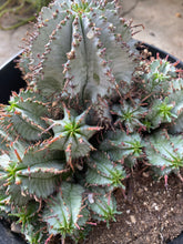 Load image into Gallery viewer, Euphorbia Snow Storm