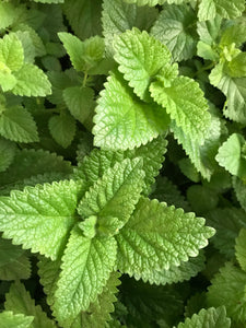 Lemon Balm