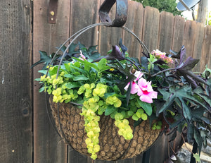 Golden Creeping Jenny