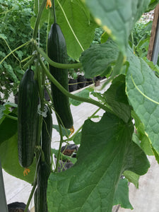 Burpless European Cucumbers