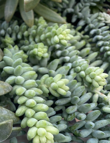 Burro Tail “Burrito”