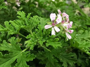 Citronella Mosquito Plant