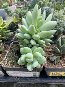 Crassulaceae Sedeveria Peridot Passion