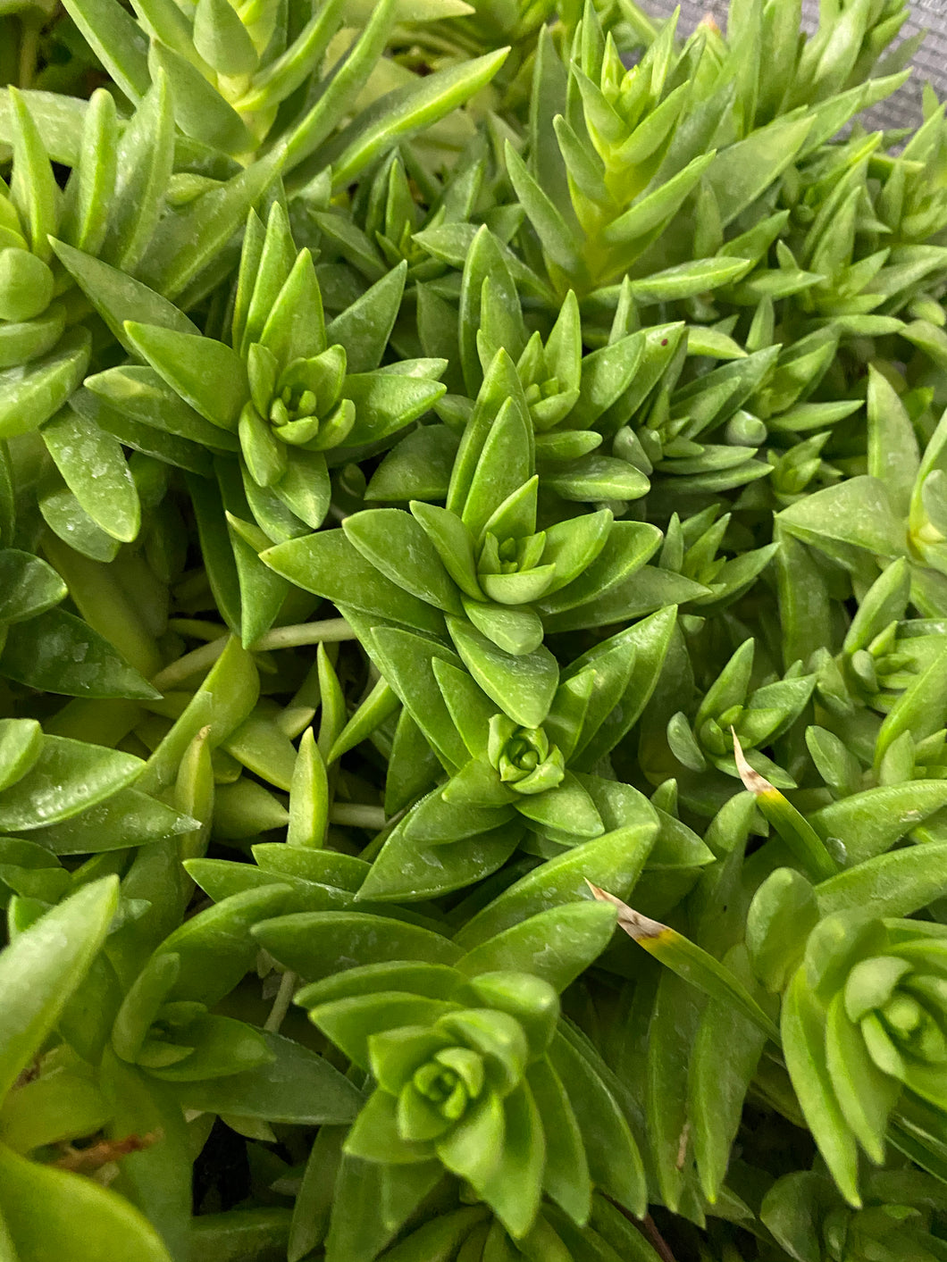 Crassula Sharks Tooth