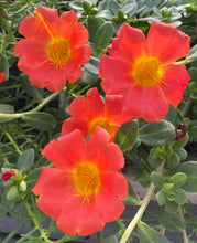 Load image into Gallery viewer, Purslane