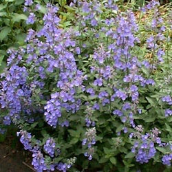 Walkers Low Catmint