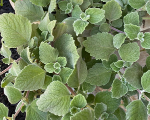 Plectranthus Nicoletta