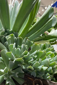 Topsy Turvy Echeveria