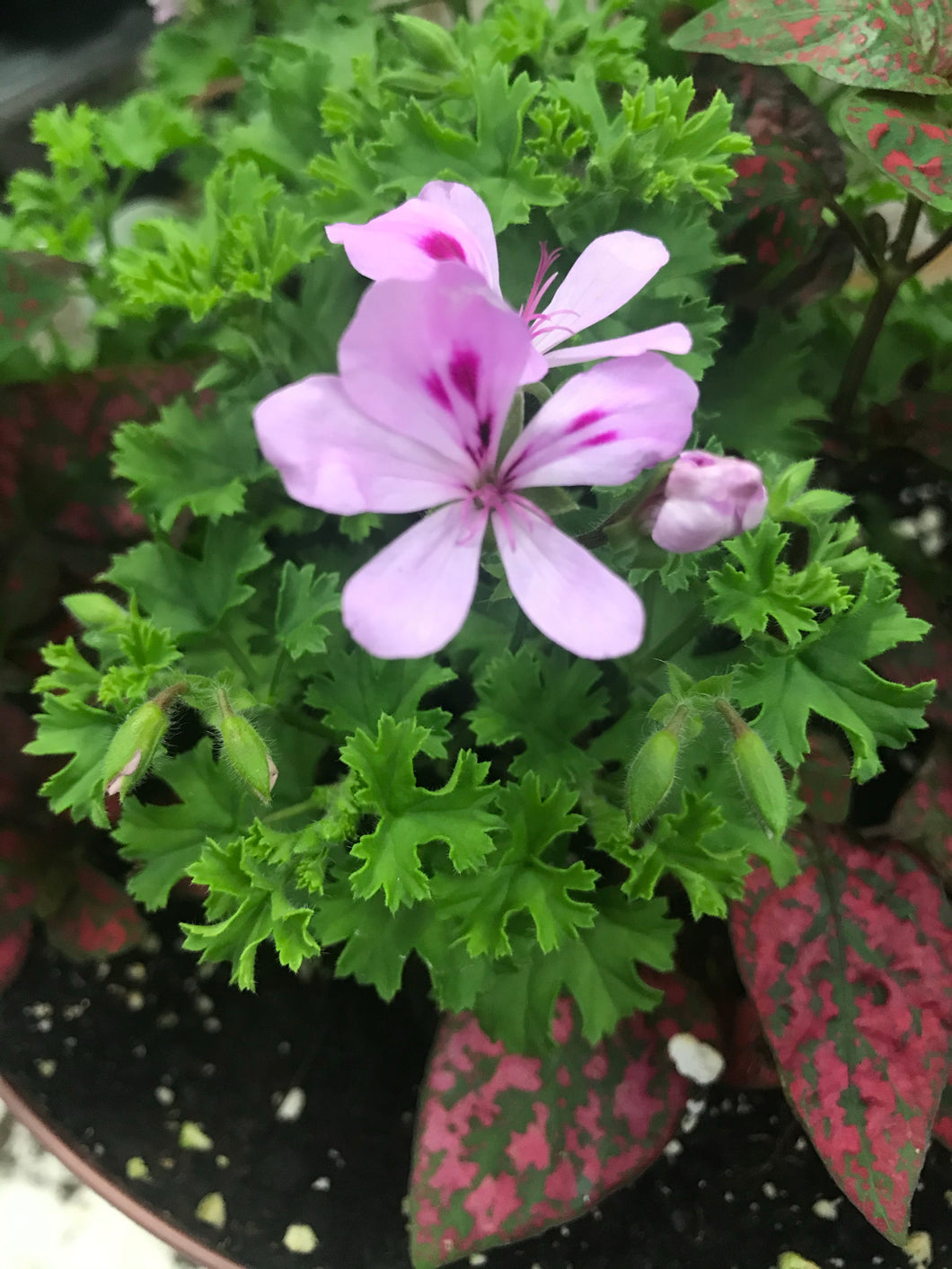 Geranium Lemona (scented)