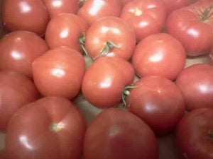 Tomatoes Flat (10#)