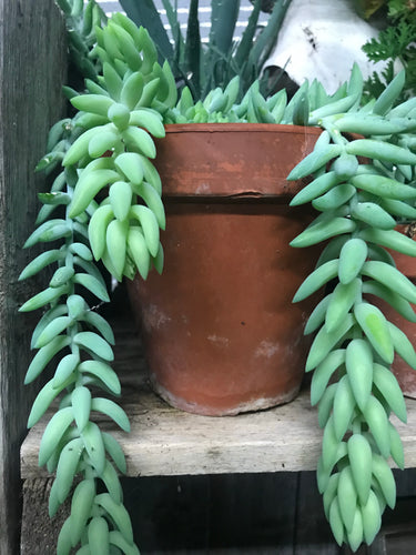 Donkey Tails