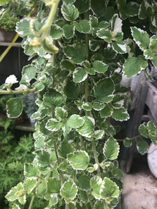 Plectranthus Variegated