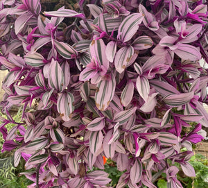 Tradescantia Nanouk