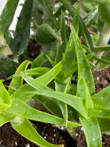 Climbing Aloe