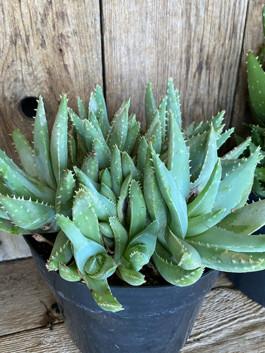 Aloe Crocodile Plant