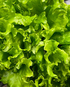 Living Lettuce