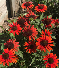 Load image into Gallery viewer, Echinacea Cheyenne Spirit