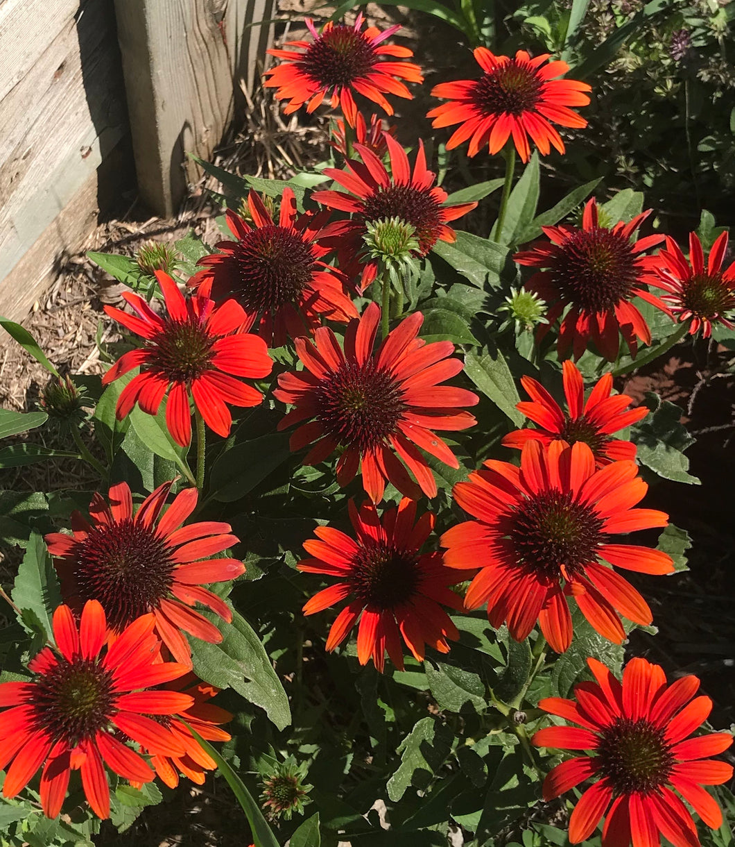 Echinacea Cheyenne Spirit