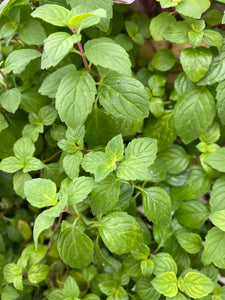 Ginger mint