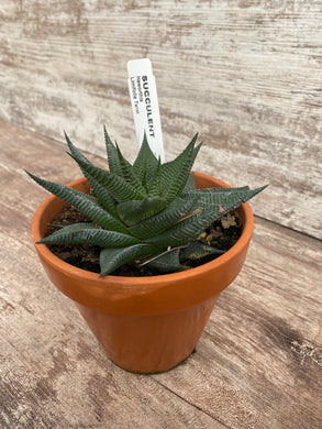 Haworthia Fairy Washboard
