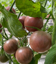 Load image into Gallery viewer, Tomato Black Cherry