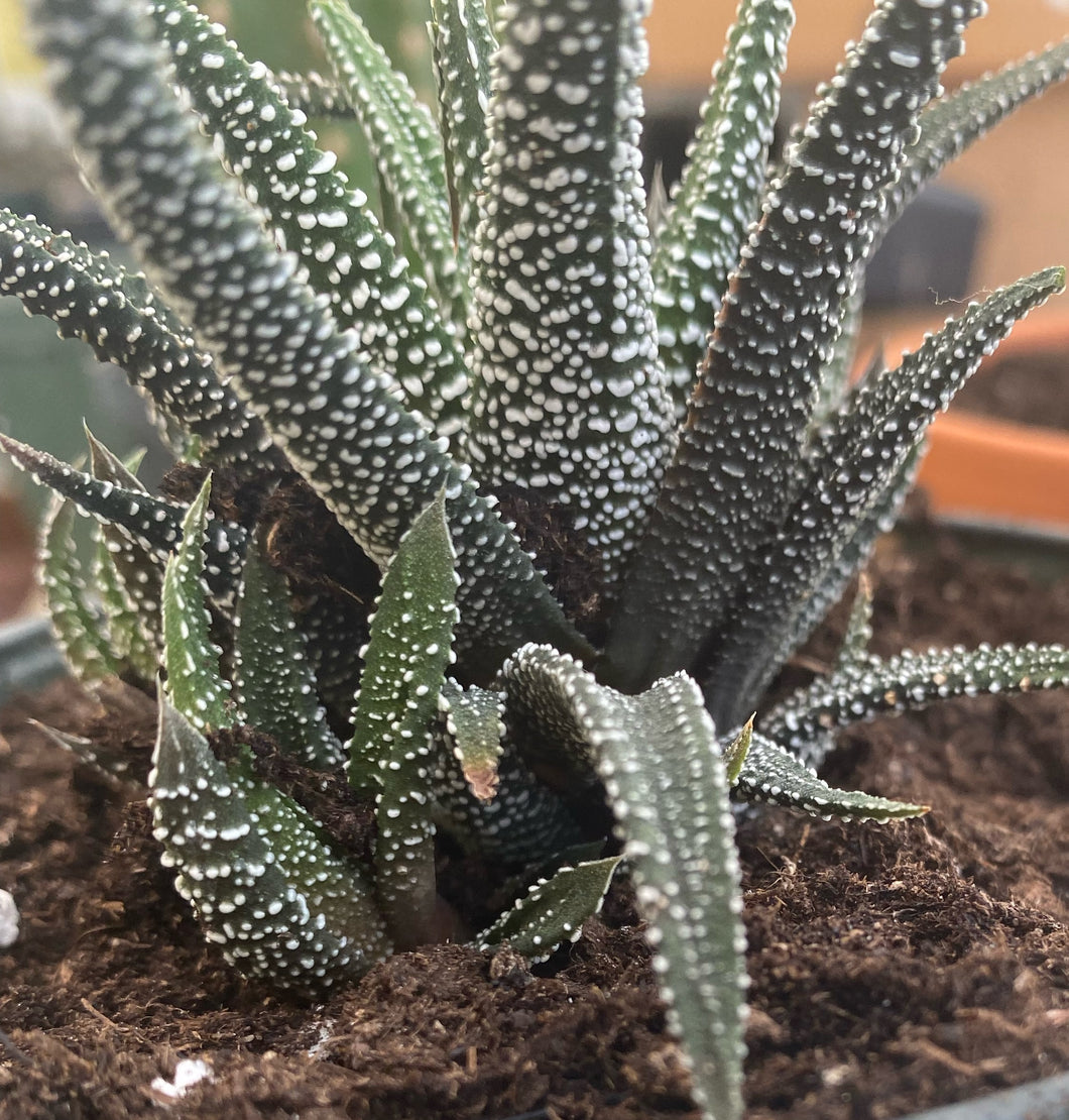 Haworthia  Concolor 
