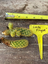 Load image into Gallery viewer, Cactus Lady Finger