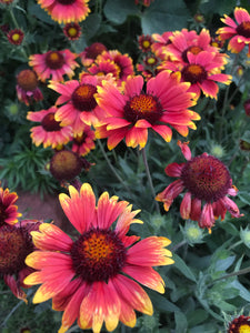 Gaillardia Arizona Sun