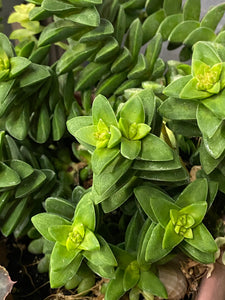 Crassula Springtime