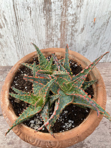 Christmas Aloe