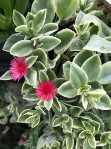 Baby Sun Rose Variegata Ice Plant