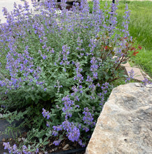 Load image into Gallery viewer, Walkers Low Catmint