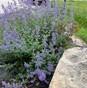 Walkers Low Catmint