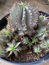 Load image into Gallery viewer, Euphorbia Snow Storm