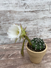 Load image into Gallery viewer, Cactus Dominoe