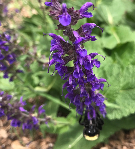 Salvia May Night