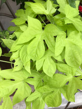 Load image into Gallery viewer, Sweet potato vine