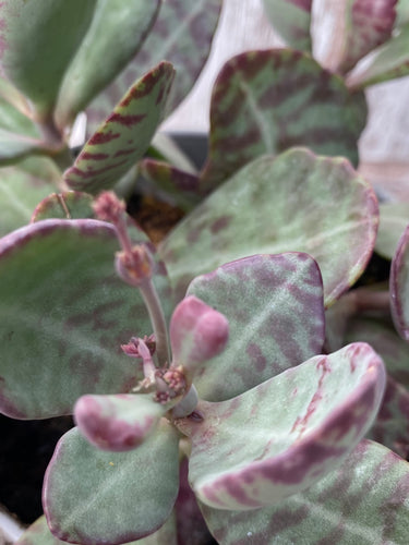 Adromischus Calico Hearts
