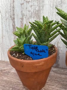 Aloe Tiger Tooth