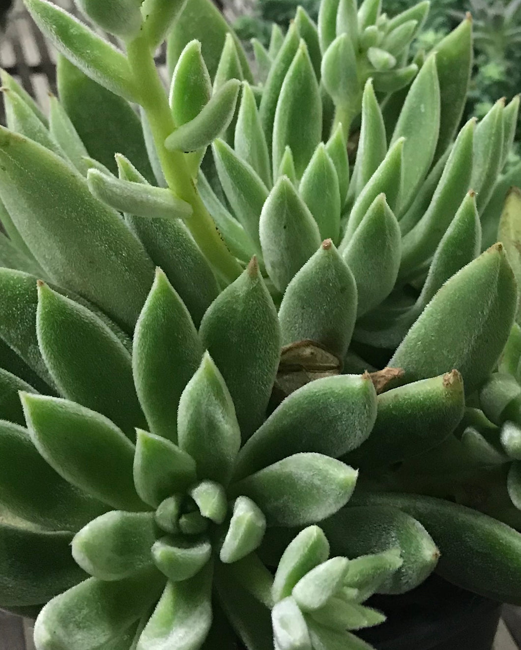 Echeveria Icecicle