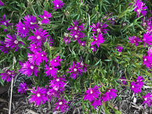 Load image into Gallery viewer, Ice Plant Purple Delosperma cooperi