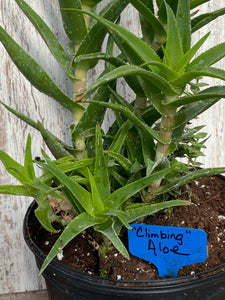 Climbing Aloe