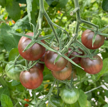 Load image into Gallery viewer, Tomato Black Cherry