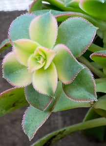 Aeonium “Kiwi”