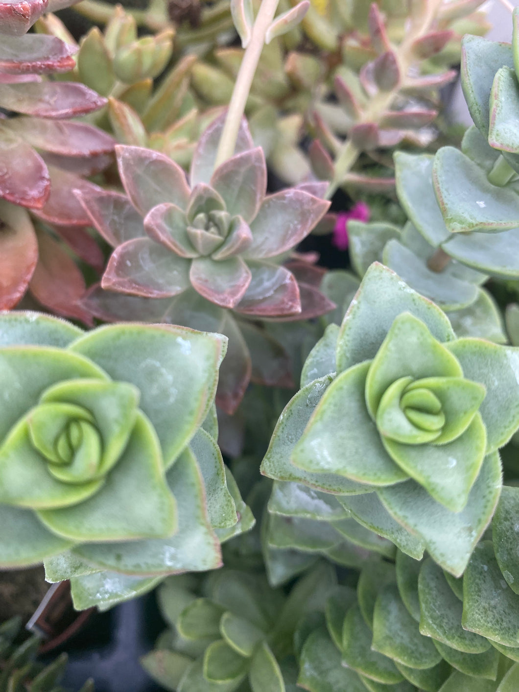 Giant string of Buttons Crassula