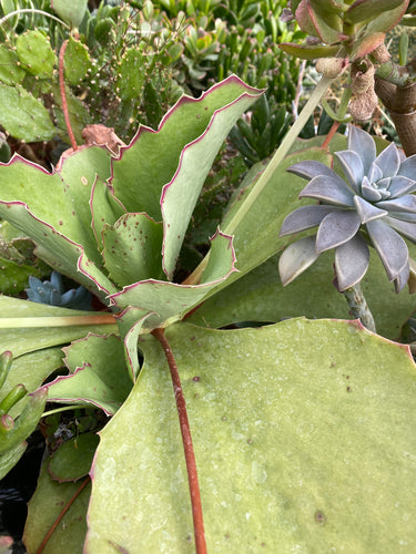 Kalanchoe Walking