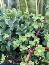 Load image into Gallery viewer, Elephant Bush